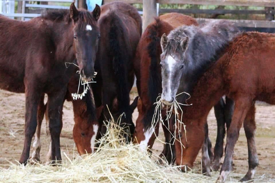 APY Lands mare Bonnybonina with other foals Indulkana and Carmeena