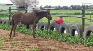 APY Lands mare Bonnybonina