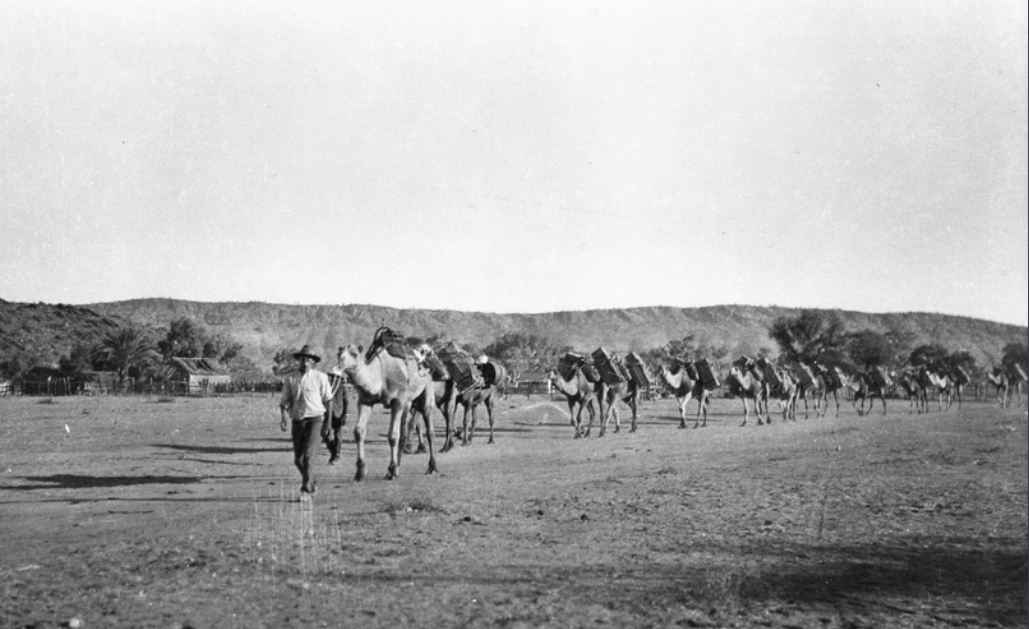 ''Camel train returning from Oodnadatta with provisions. Bill Fox leading the team'.' Photo by Jack Laver, 1924. State Library of South Australia.