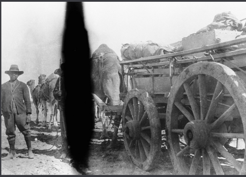 Camels pulling a wagon on Welbourn Hill Station.'
Photo by J, Meagher.

State Library S.A.