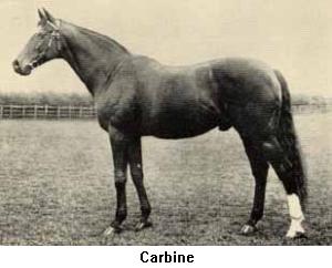 Thank you New Zealand, for Carbine. This stallion became worshipped like a god in Australia, where he was sold as a youngster and had his racing and early stud career. "Old Jack" as he was known, was sent to England in his old age for further stud duties. Carbine, 16.1hh, was by Musket out of Mersey.