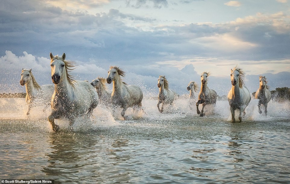 Camargue Horses in France, Scott Stullberg Solent News