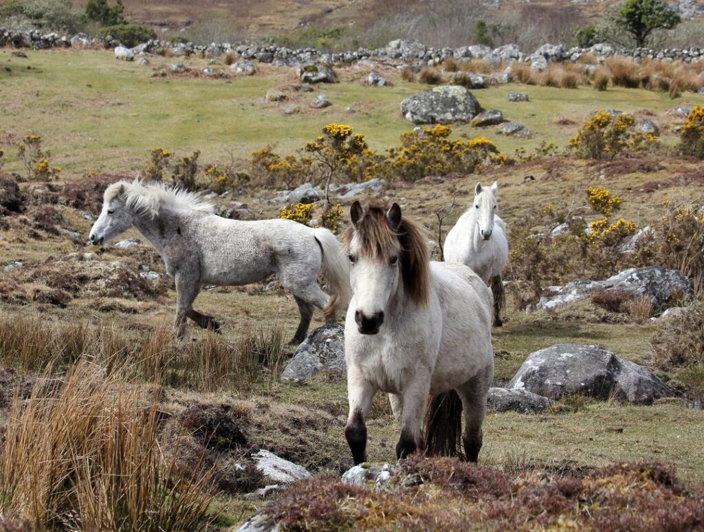 Connemara Ponies, Photo from the ThousandWonders website