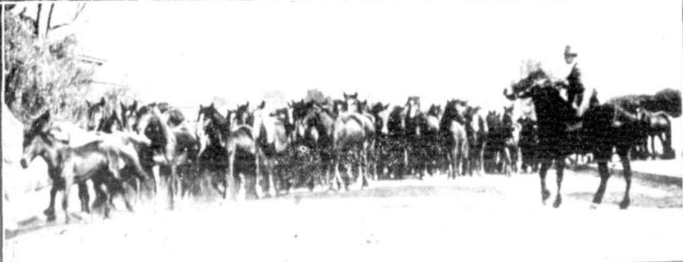 Driving horses to the saleyards, Kidman's Kapunda sale, 1911.

The Observer, Sept 1911.