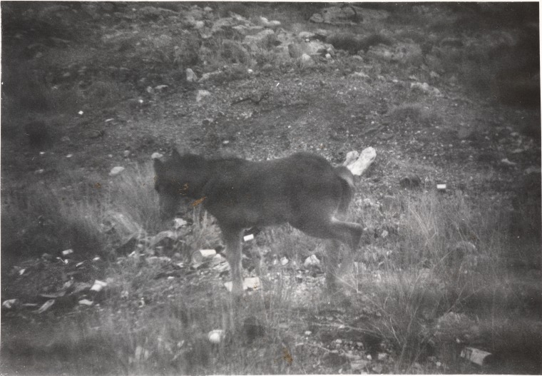 Foal at Gogo Station, ca. 1957-1958, State Library of W.A.