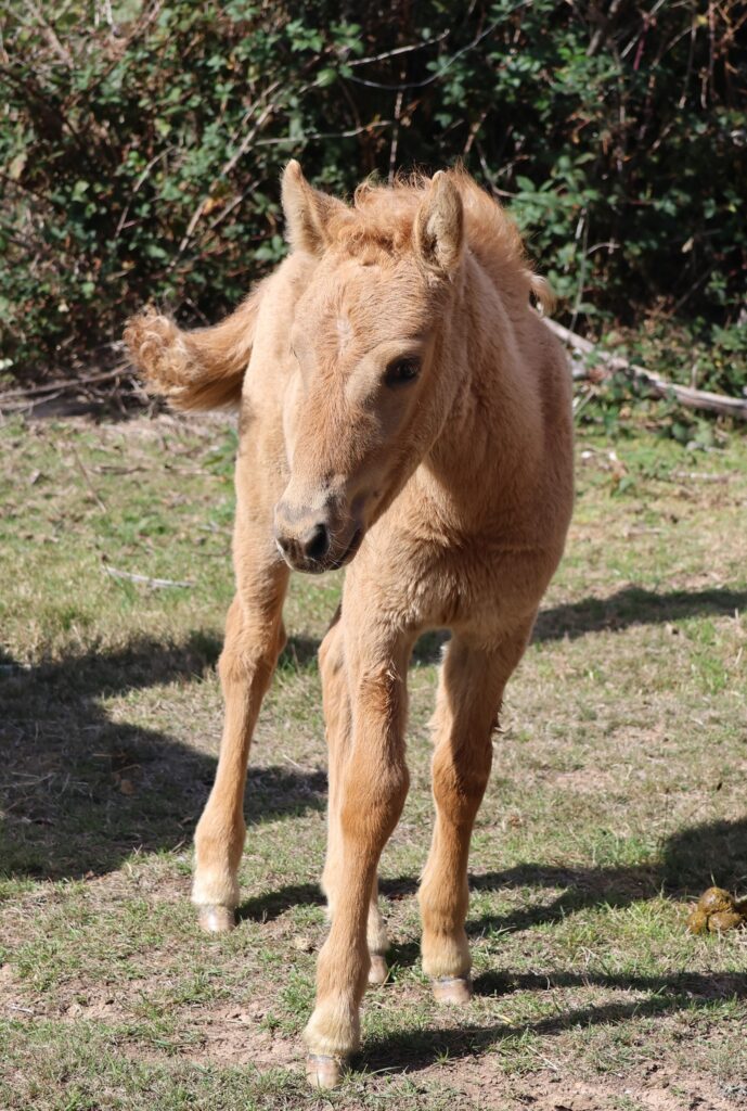 Timor Pony filly foal Gardarr'nart