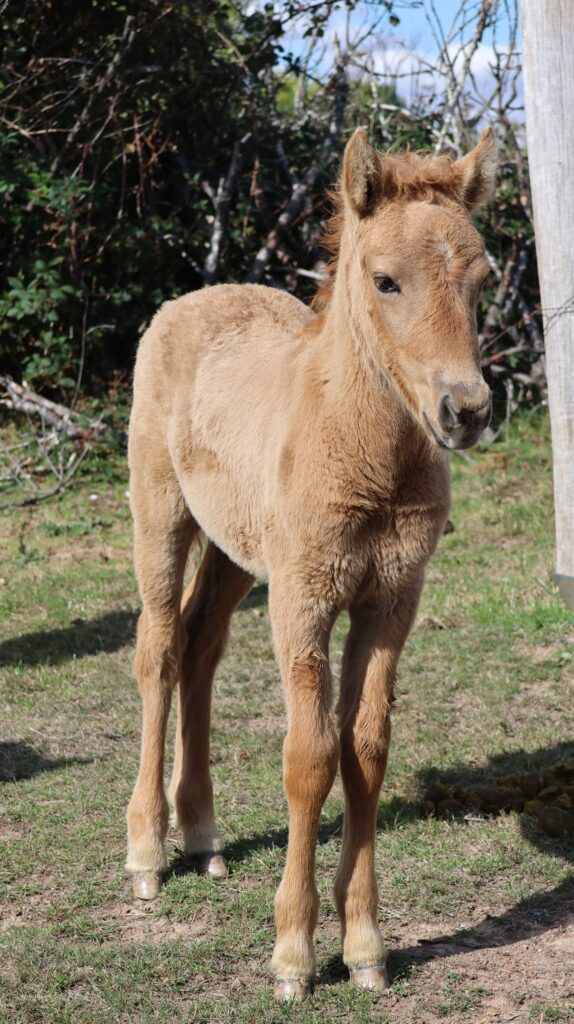 Timor Pony filly foal Gardarr'nart