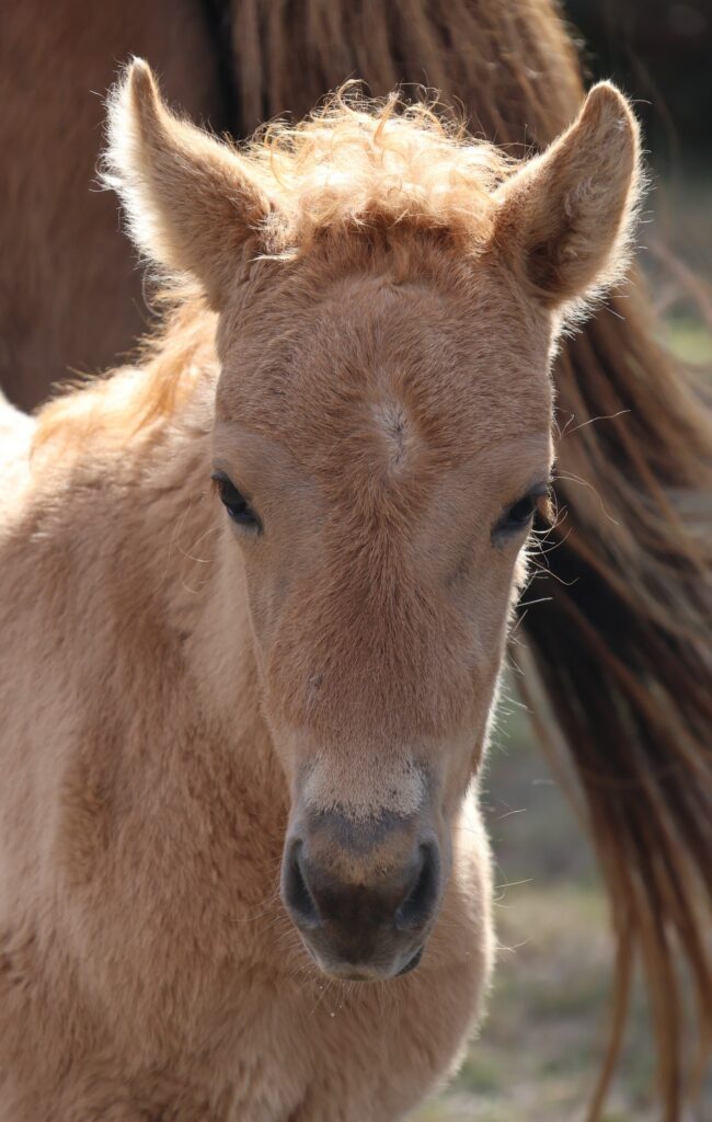 Timor Pony filly foal Gardarr'nart