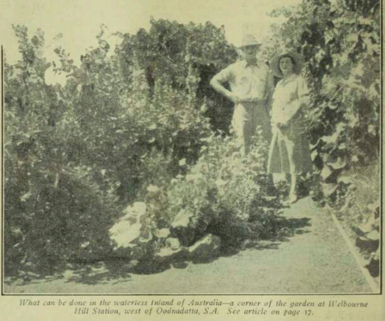 '...a corner of the garden at Welbourne Hill station, west of Oodnadatta...' The Australian Women's Mirror, December 13th 1938