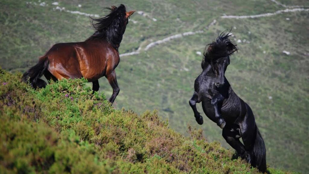 Garrano ponies, Portugal, photo from Twitter cronicasdefauna account