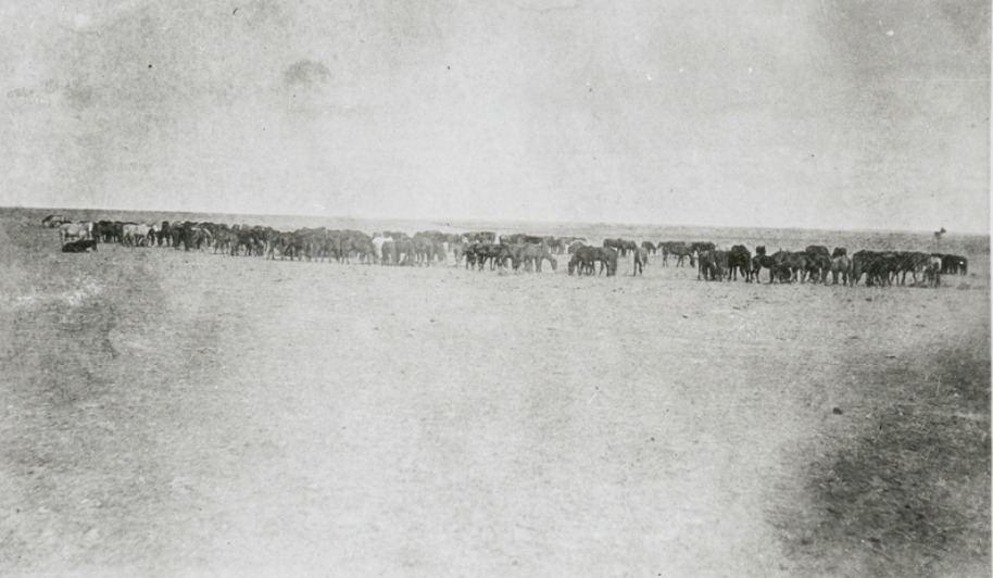Horses feeding on hay, Oodnadatta. 1910. State Library S.A.