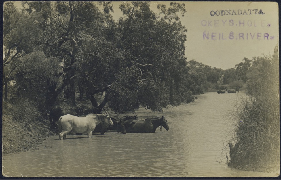 Horses near Oodnadatta, State Library of South Australia