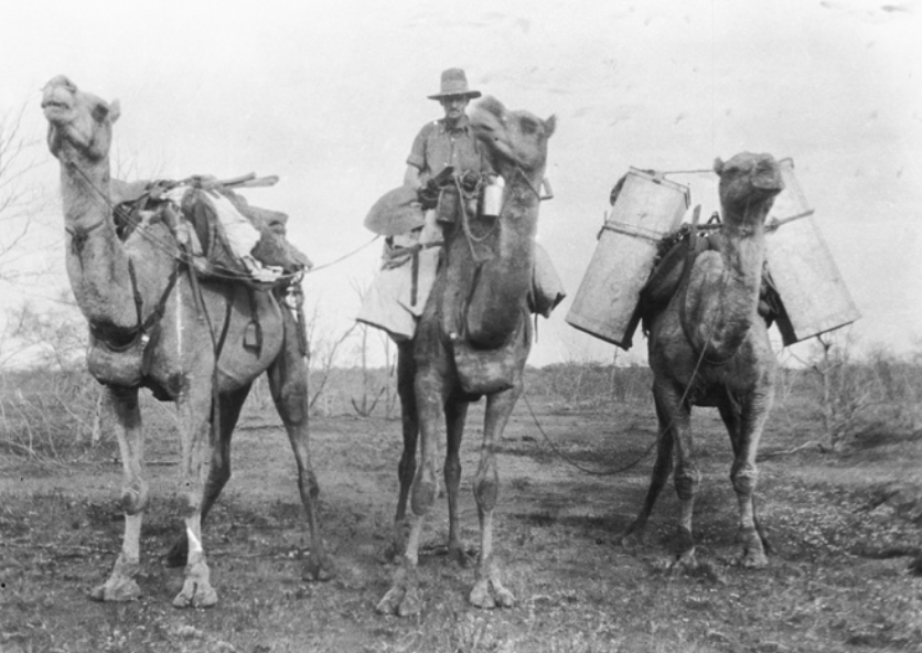 'A male rider on a camel with two others carrying packing cases and other equipment, thought to be on Welbourn Hill Station. c. 1920.'
 State Library S.A