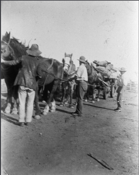 Three men with a team of horses pulling heavily laden wagon near Oodnadatta.C. 1920. Photo by Frank Dunk State Library S.A.