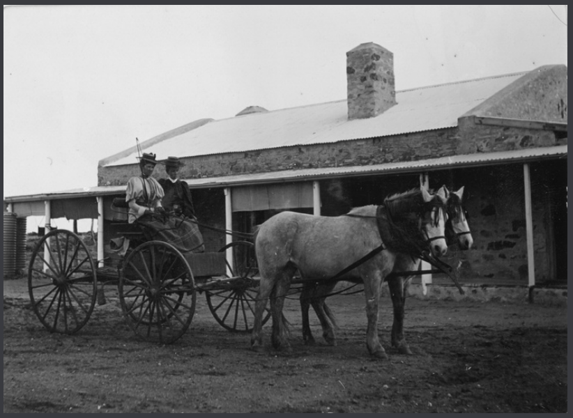 'Horse drawn *vehicle* driven by two women, outside a stone building at Mundowdna Station. 1898.' State Library S.A. *a buckboard, see comments. Mundownda was taken up in 1859. As well as sheep and cattle, various owners there bred horses. They didn't go for Thoroughbreds so much as good utility horses. At one stage a mob of blue and white circus horses was put on there. They were smart and good natured with good bone. When Sir Sid Kidman bought the lease there in 1906, he sold a lot of the horses off and got high prices for them, especially the coloured ones. No idea if these were bred on there but probably.