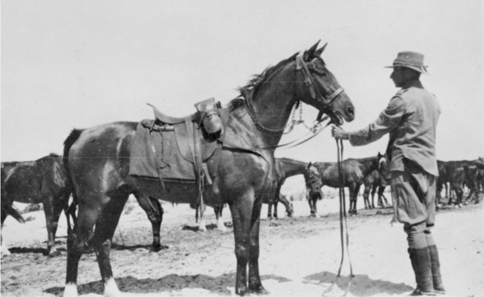 Alfred Douglas (Doug) Milson and his horse George from Springvale Station, Qld, AWM photo.