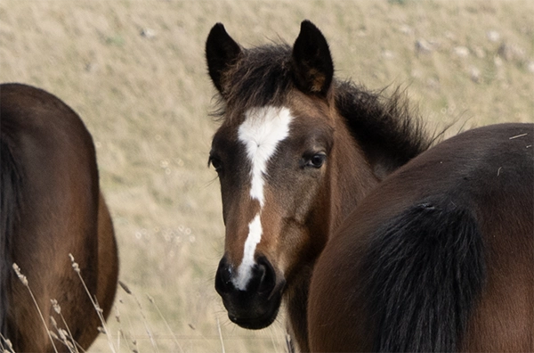 TimorPonies with a foal