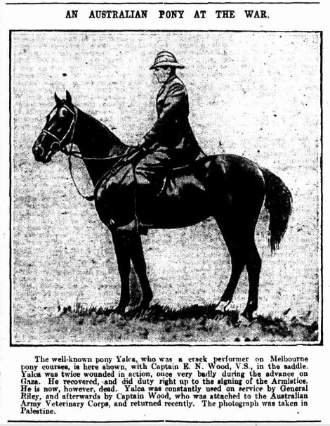 'An Australian Pony At The War'

The Australasian, 20th April 1919
