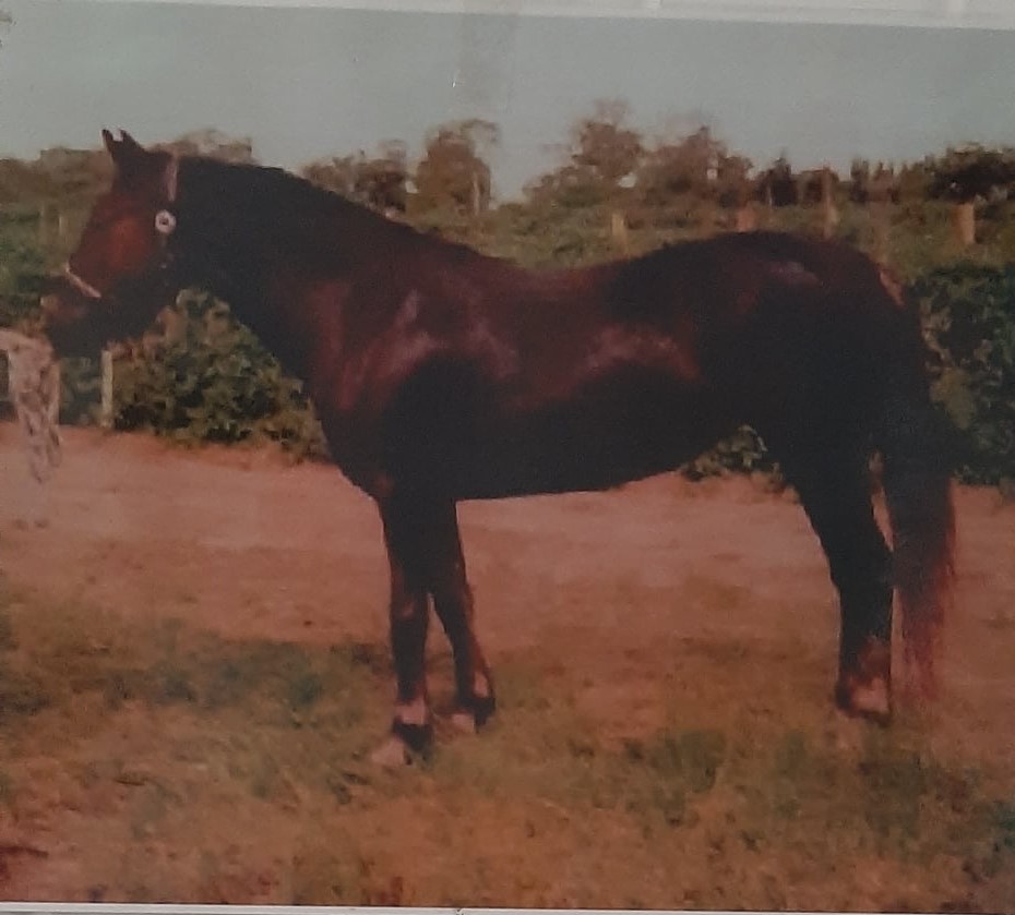Fraser Island Brumby mare Babe, taken in after being saved from a dingo attack and named by Bob Buyers, photo supplied by Sonia Hutchinson