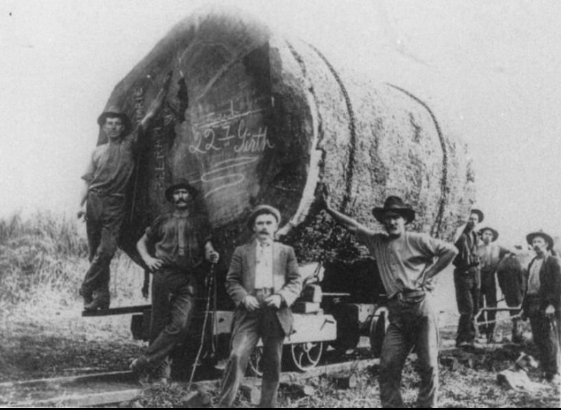Kauri log, Atherton Tablelands... carting on a tramway... State Library Qld