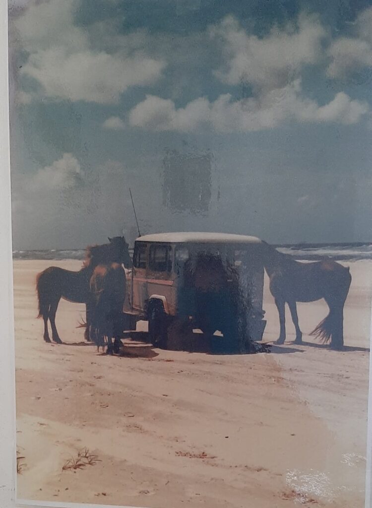 Days old Fraser Island brumby filly foal Ellie being loaded into vehicle, 1997, photo supplied by Sonia Hutchinson
