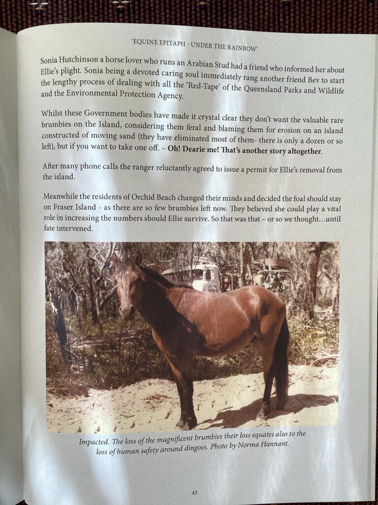 Excerpt about Ellie taken from Equine Epitaph - Fraser Island's Last Brumby, book by Fred Williams. Supplied by Sonia Hutchins.