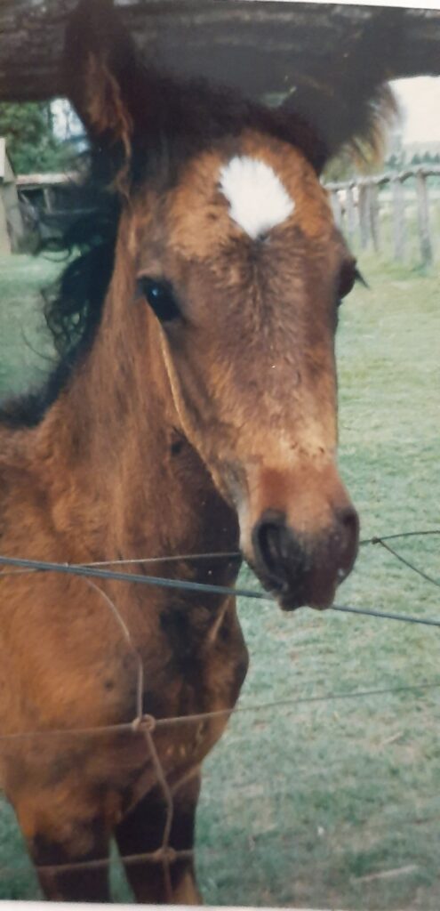 Fraser Island brumby filly foal Ellie 1997, photo supplied by Sonia Hutchinson