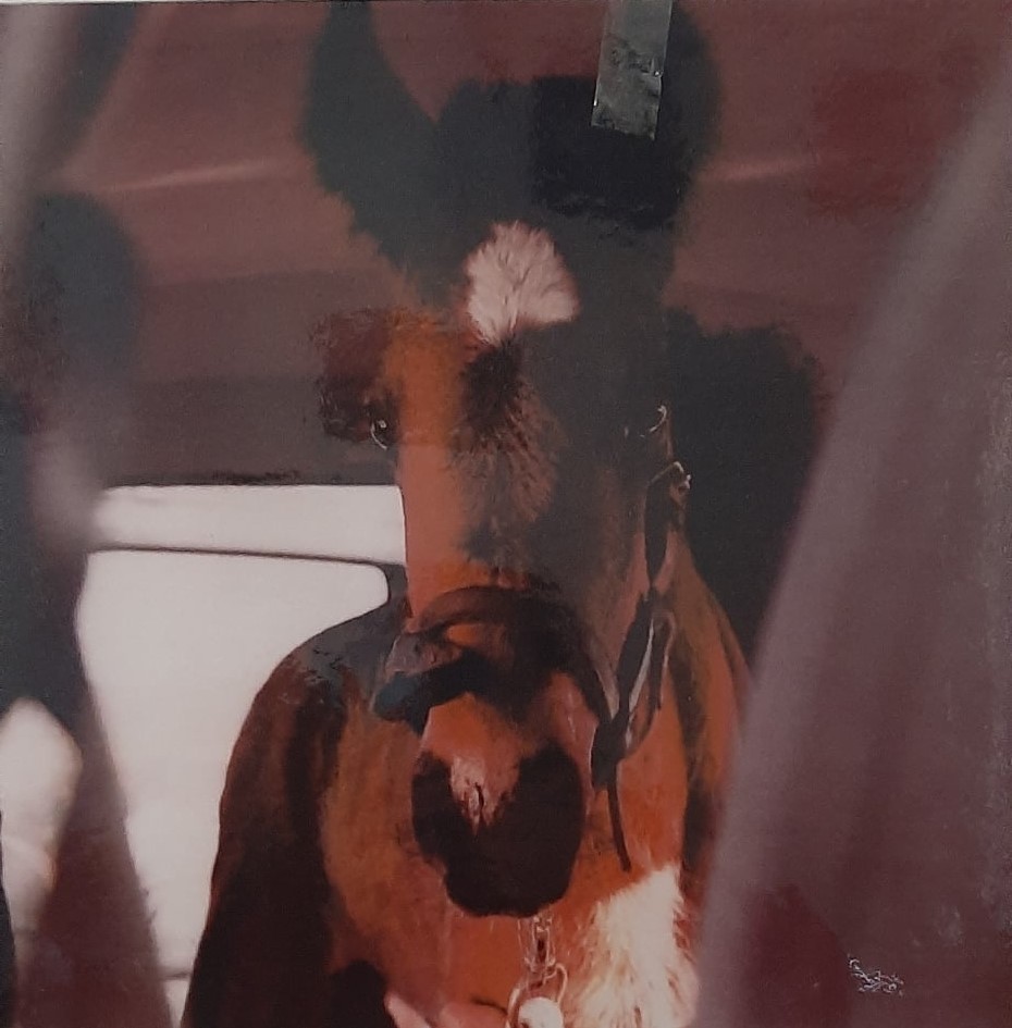 Days old Fraser Island brumby filly foal Ellie 1997, loaded into Pajero vehicle, photo supplied by Sonia Hutchinson