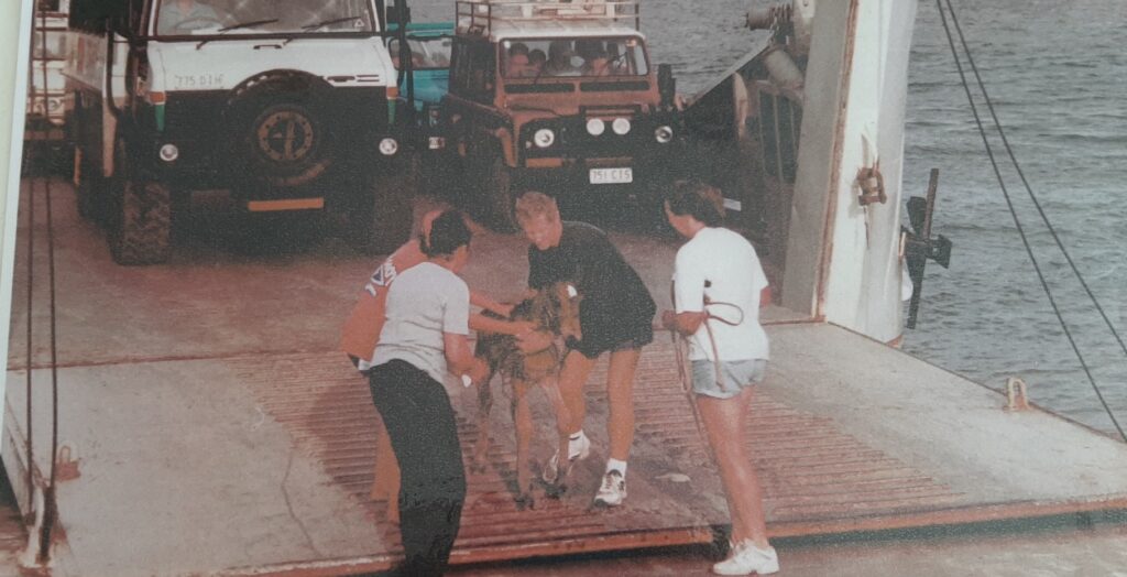 Days old Fraser Island brumby filly foal Ellie 1997, being taken off barge from FI, photo supplied by Sonia Hutchinson