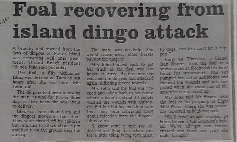Newspaper article about the rescue of Fraser Island filly foal Babe, supplied by Sonia Hutchinson