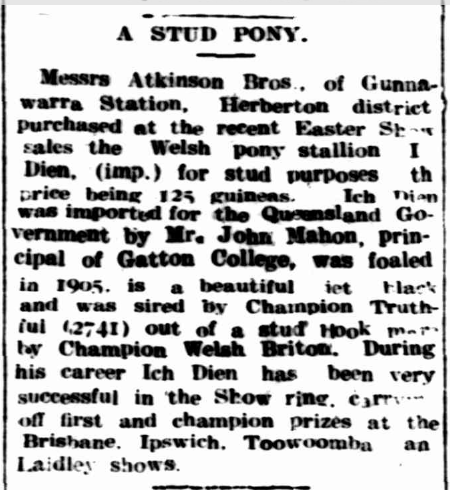 Ich Dien, Pony Stallion, Cairns Post, 5th May 1911