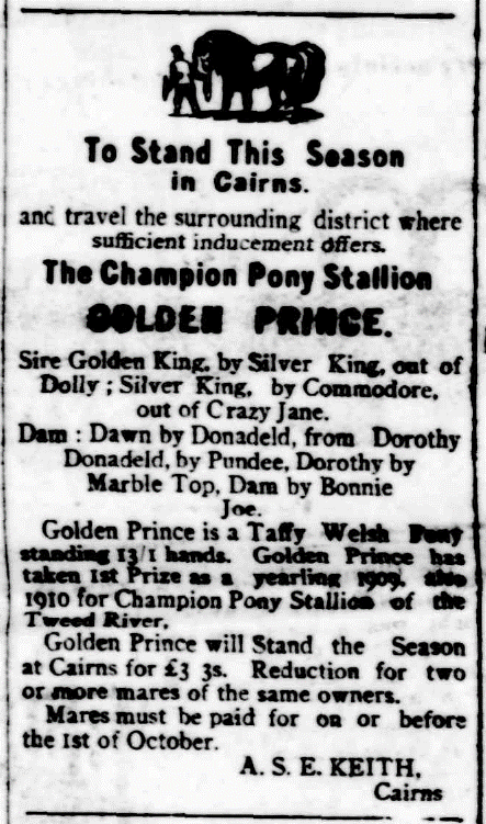 Pony Stallion Golden Prince Advertisement, Cairns Post, 14th August 1911