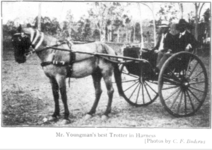 Mr Youngman's Best Trotting Horse (a Roan) in Harness at Herberton Show, Northern Herald Cairns, 16 April 1915