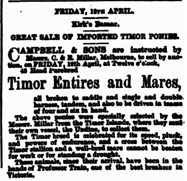 Advertisement for Timor Pony Stallions and Mares, The Queenslander, 6th April, 1889