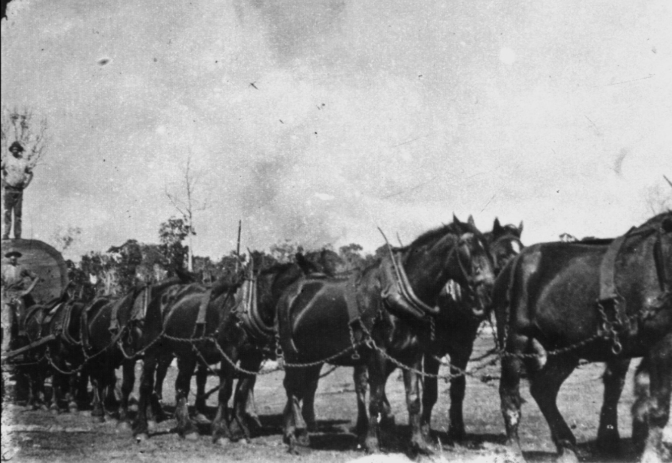 Harnessed horse team transporting a timber log on the Atherton Tablelands, Queensland, 1906, State Library of QLD