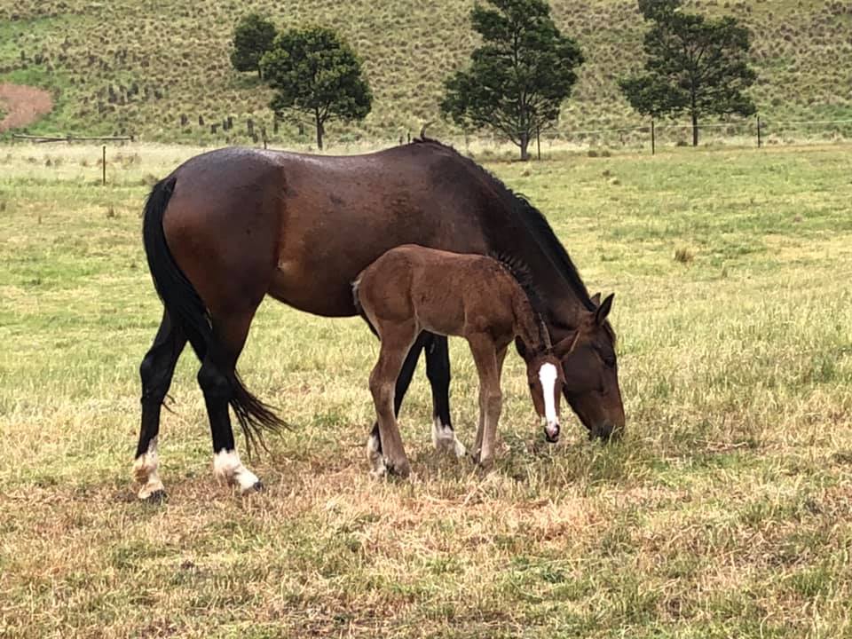 Filly foal Indi born today 28 October 2019