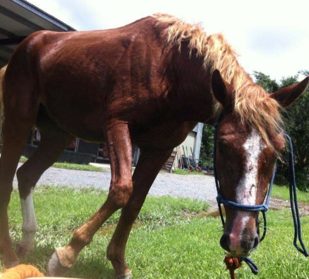 Pony gelding Little Brother