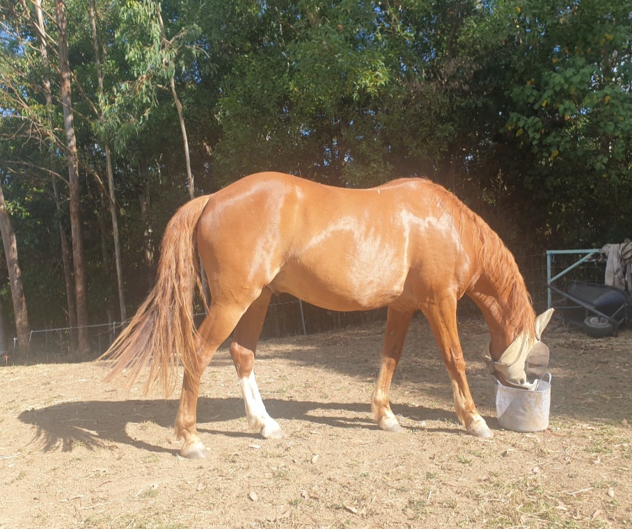 Pony gelding Little Brother