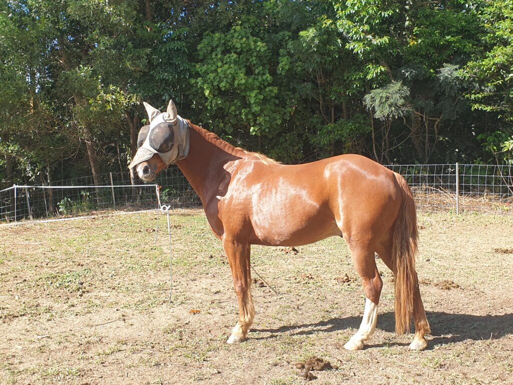 Pony gelding Little Brother