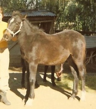 Colt foal Panache from north SA