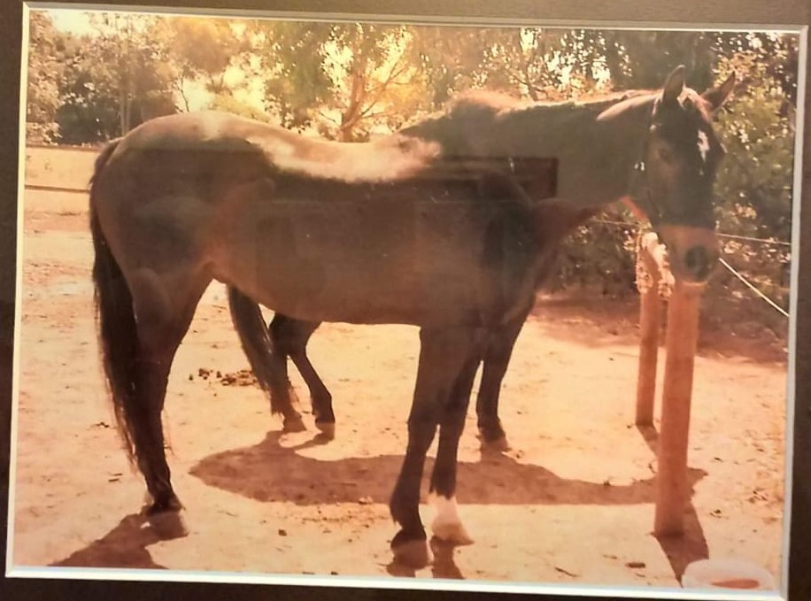 Gelding Panache from north SA