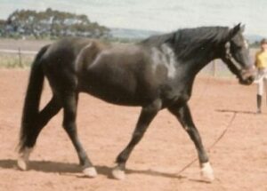 Gelding Panache from north SA