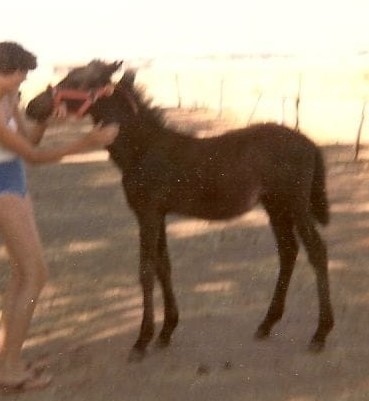 Filly foal Sasha from northern South Australia