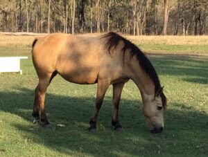 Silver Valley Pony mare Twiggy