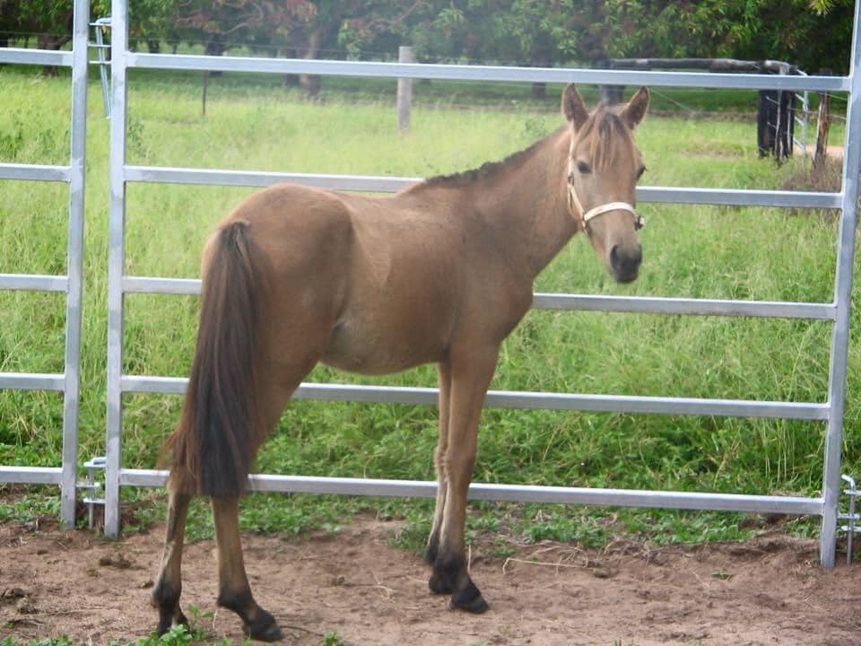 Rescued pony foal Twiggy aged approx 7 months