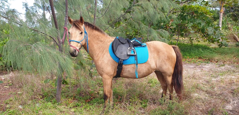 Silver Valley pony mare Twiggy