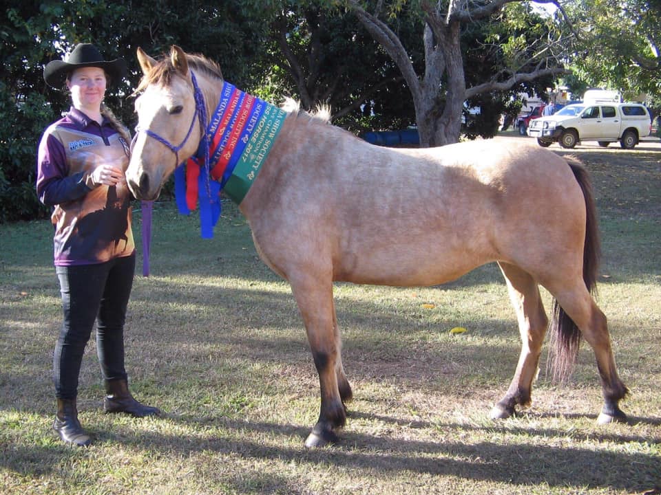 Silver Valley pony mare Twiggy