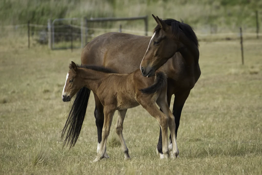 Foal Indi with her mother Topsy