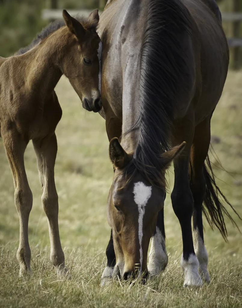 Foal Indi putting her face against her mother Topsy's belly.