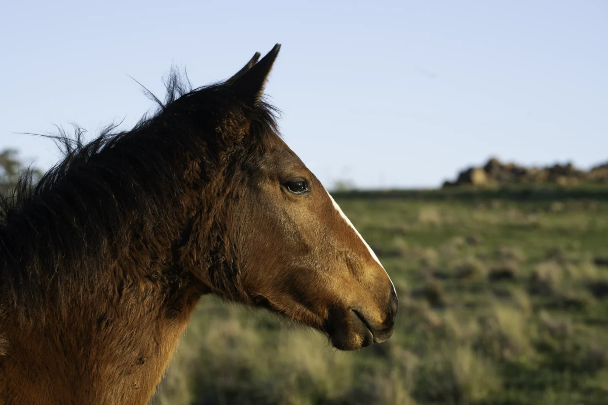 Young Waler Indi looking across the plains